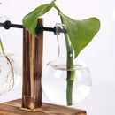 Vaso Hidropônico de Vidro com Suporte de Madeira – Decoração Elegante para Plantas